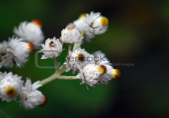 Small Wild Flowers