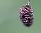 Small Pine Cone