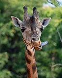 Giraffe (Giraffa camelopardalis) 