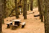 Table in a forest