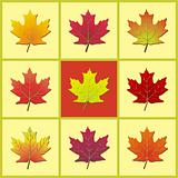 3x3 Maple Leaf