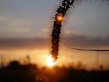 Close up shot of grass grain against horizon and setting sun