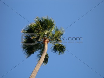 Palm tree in the wind against clear blue sky