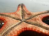 Close up shot of starfish's underbelly