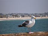 Lone seagull against background of beach and buildings