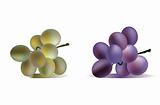 Two grape bunches isolated
