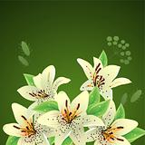 White lilies on green background