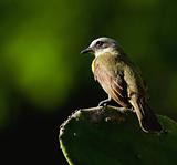 Dusky-chested Flycatcher  (Myiozetetes granadensis) on a cactus leaf. 