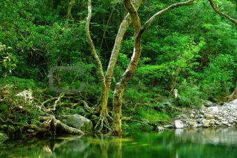 water pool in forest