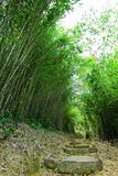 bamboo forest with path