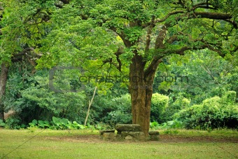 rest place under big tree