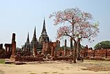 Ancient Thai temple ruins in Ayuthaya with tree