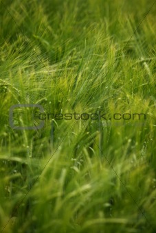 wheat field agriculture nature meadow growing food