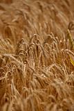 wheat field agriculture nature meadow growing food