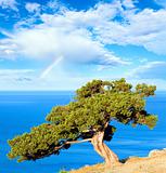 juniper tree, sea and rainbow