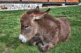 Young donkey sitting in grass