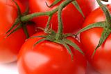 Red tomatoes on branch close-up