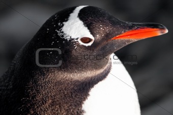 black and white penguin