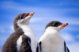 two penguins in Antarctica