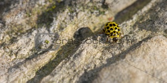 Yellow ladybug