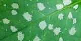 Spotted Pulmonaria leaf