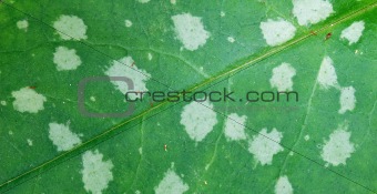 Spotted Pulmonaria leaf
