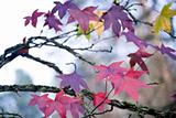 Purple maple leaves