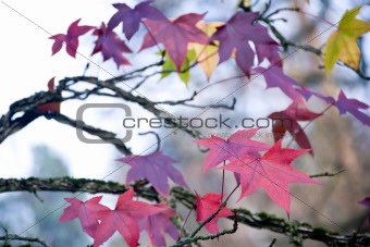 Purple maple leaves