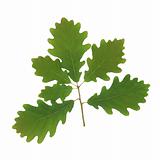 Oak Leaf Sprig