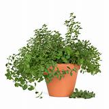 Oregano Herb Plant