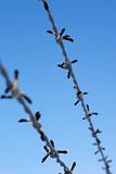 Closeup of two barbed wires over the blue sky 