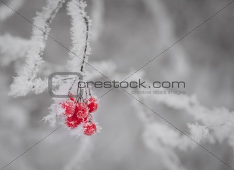 Red berries on twig