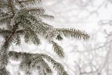 Pine needles in winter