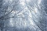 Tree branches in winter
