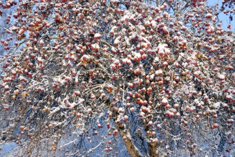 Apple tree in winter
