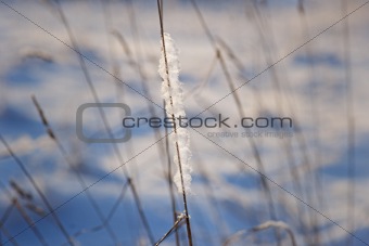 Ice on grass
