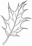 Leaf of oak Iberian, contour
