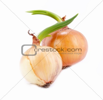two ripe  onions with green leaves together isolated over white 