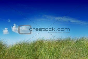 green wild grass