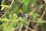 Dragonfly - Uganda, Africa