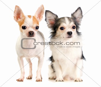 Two Chihuahua