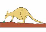 kangaroo - vector