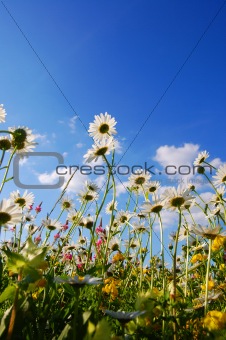 flowers on meadow in summer