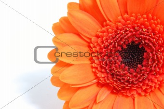 isolated flower on white