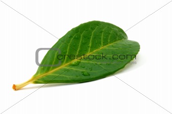 leaf with water drops after rain