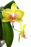 Yellow orchid phalaenopsis isolated on white