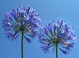 Blue flowers in blue sky