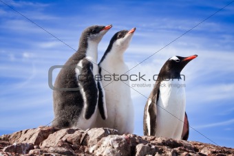  penguins in Antarctica