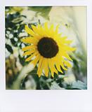 sunflower_retro polaroid