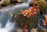 Autumn brook